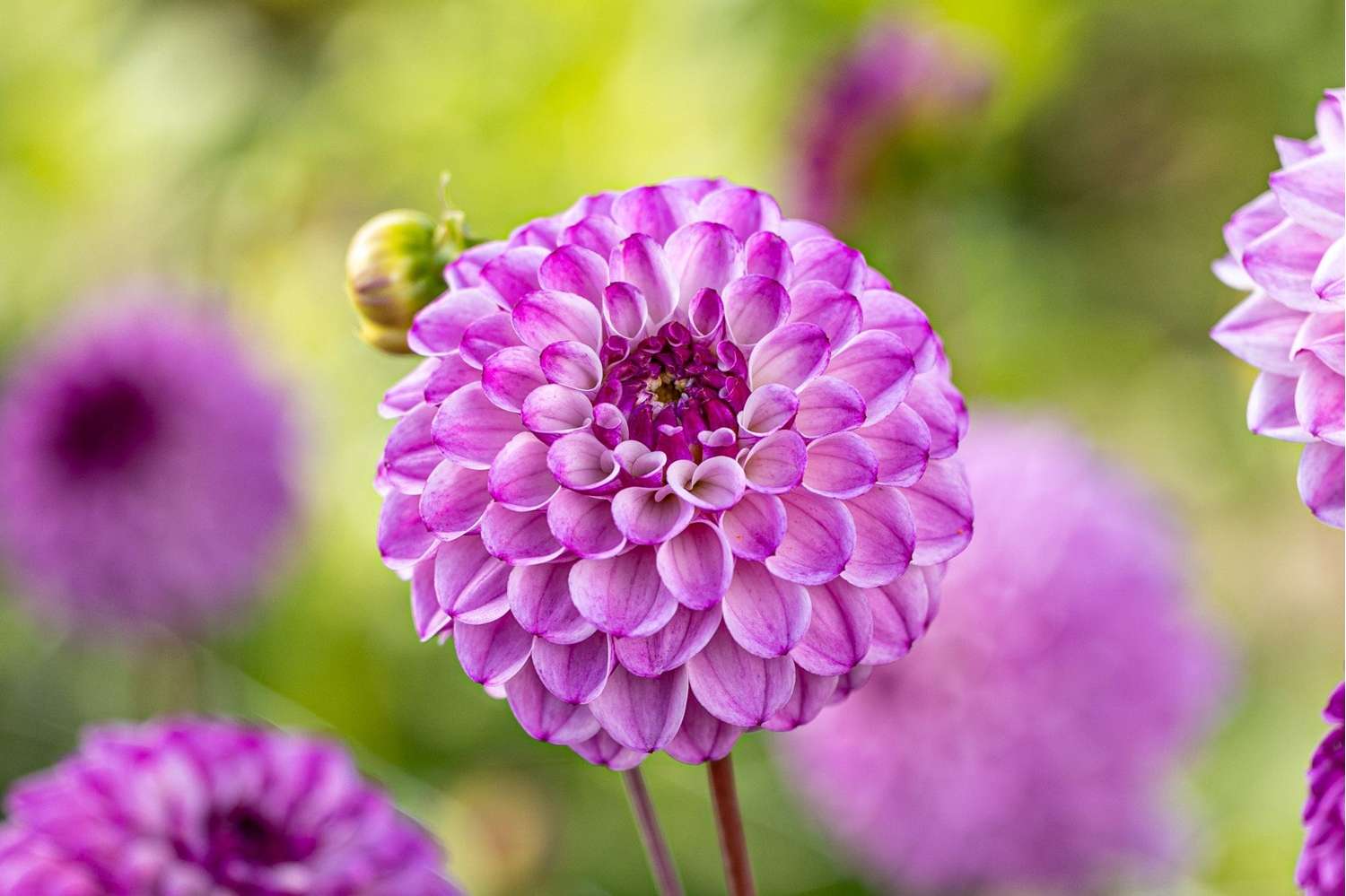 Dahlia 'Columbus'